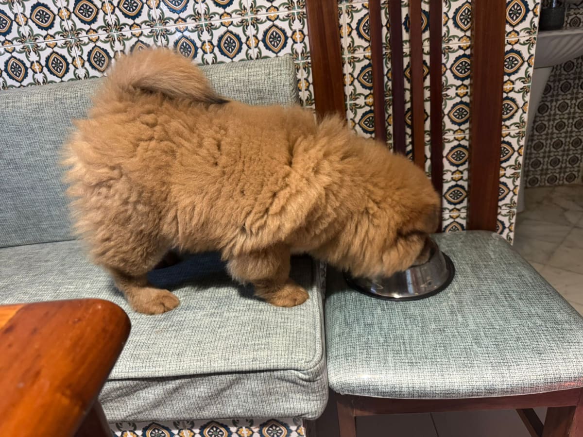 Chiot Puppy puppy Chow Chow - Miniature 2