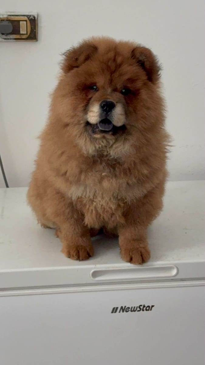 Chiot Puppy puppy Chow Chow - Miniature 3