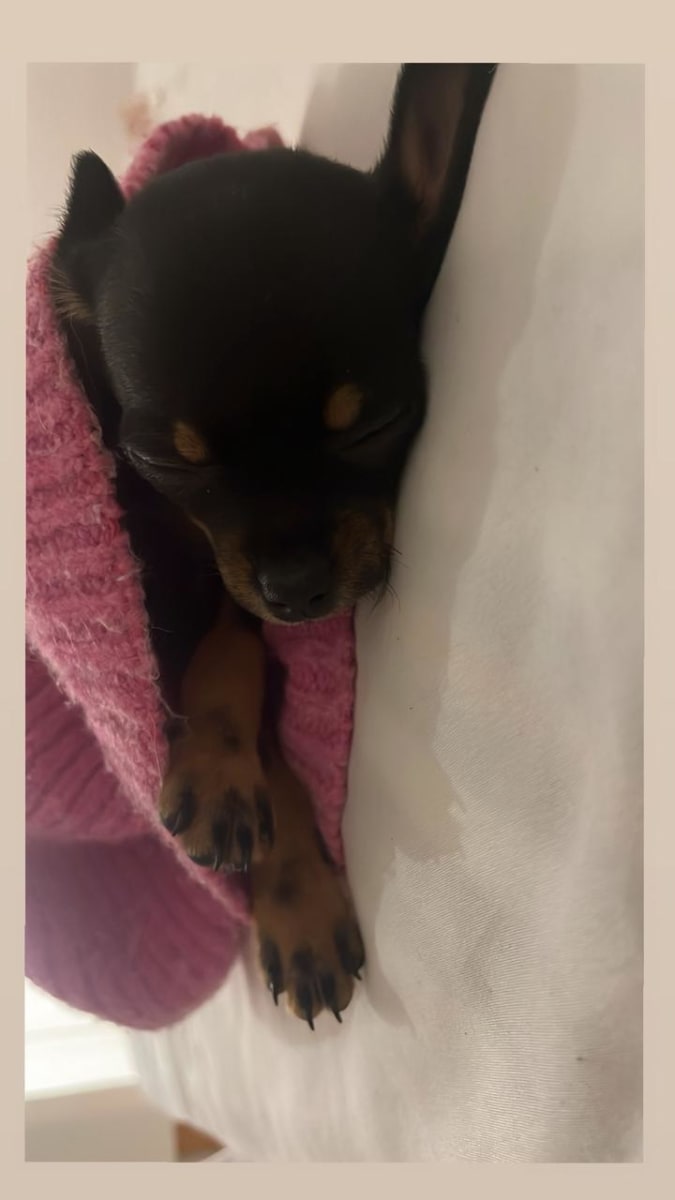 chiot chihuahua