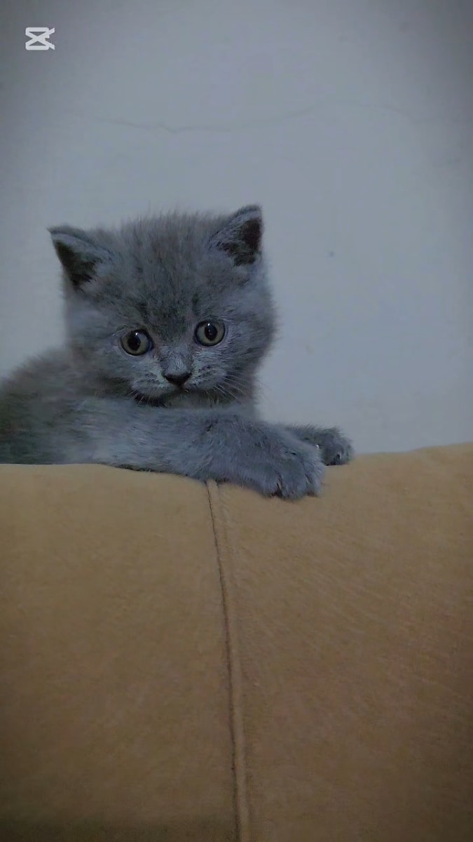 British shorthair ourson 