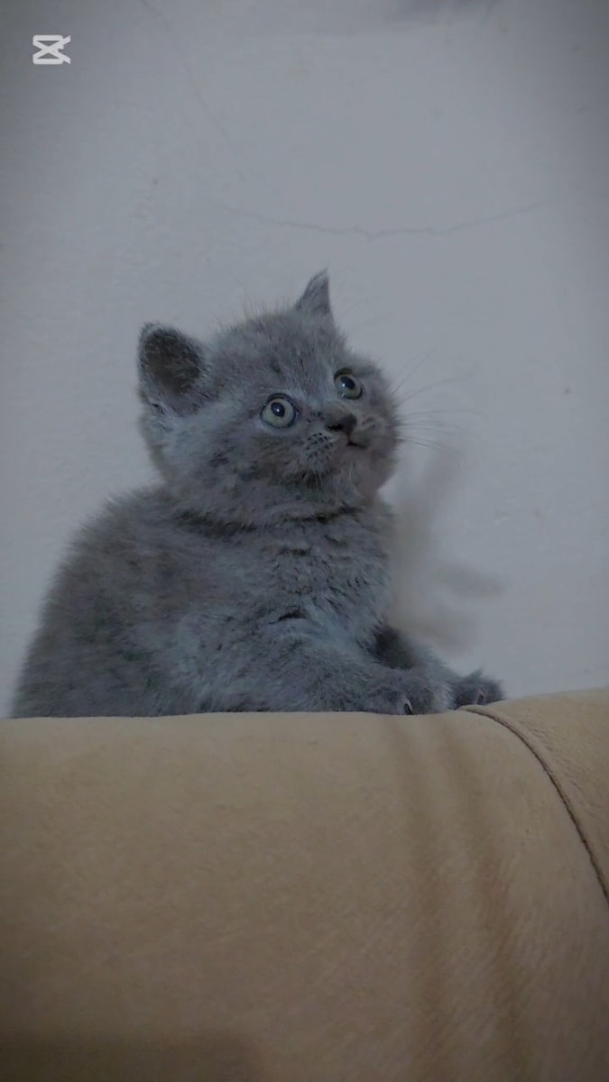 British shorthair ourson  - Miniature 2