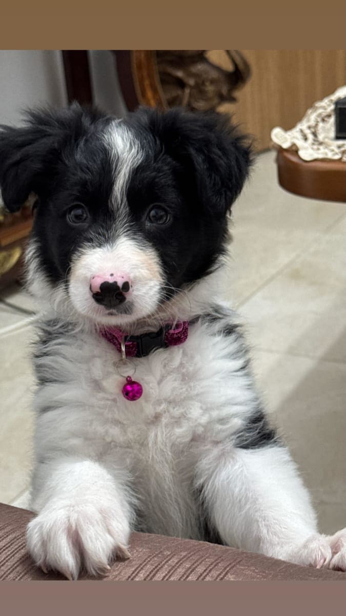 Border collie 
