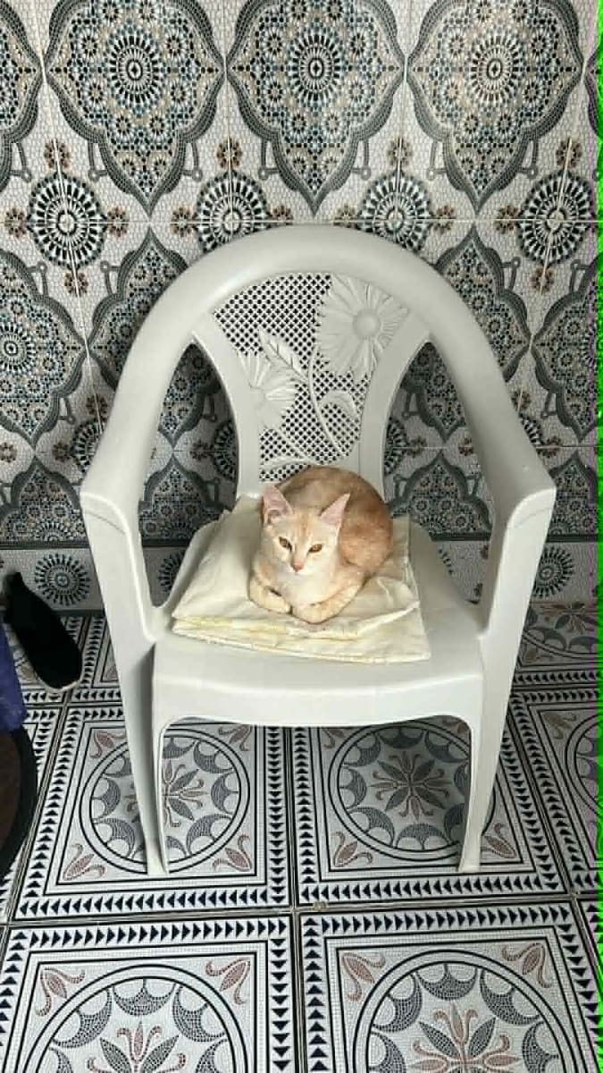 Chat persan Male  très calme et mignon
