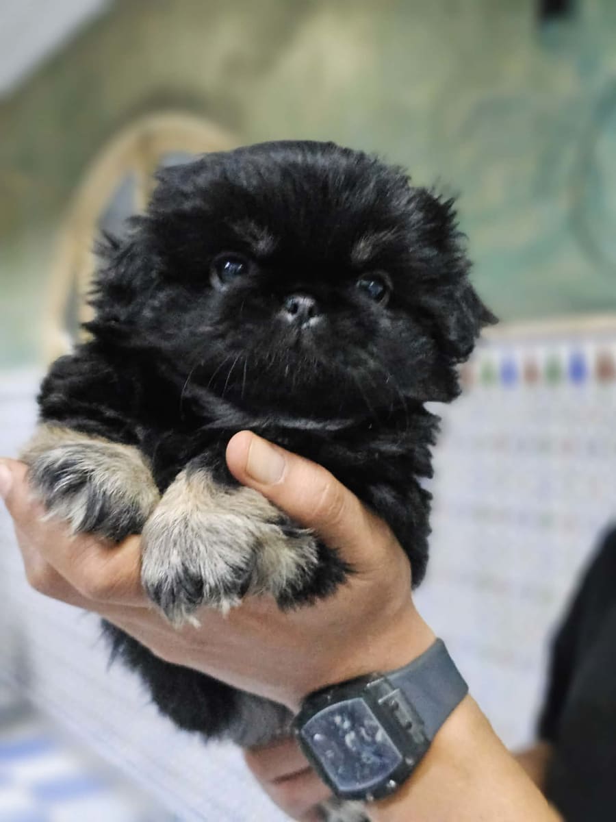 Mignon chiens 
