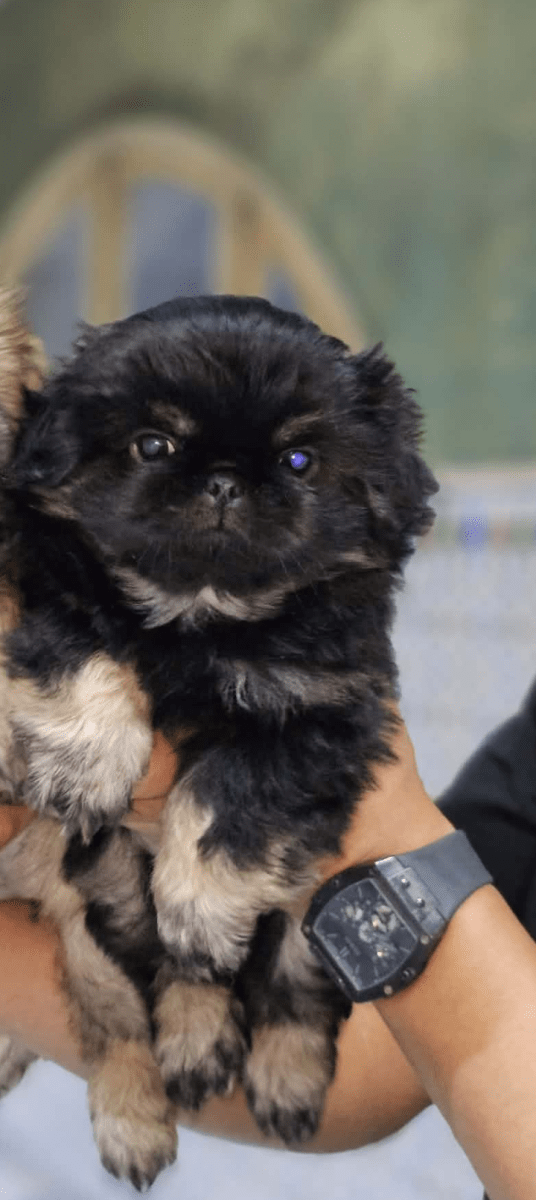 Mignon chiens  - Miniature 2