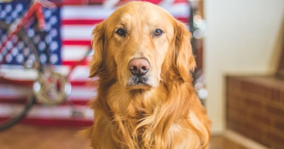 Le Spitz : Un Compagnon Charismatique pour Votre Foyer Tunisien