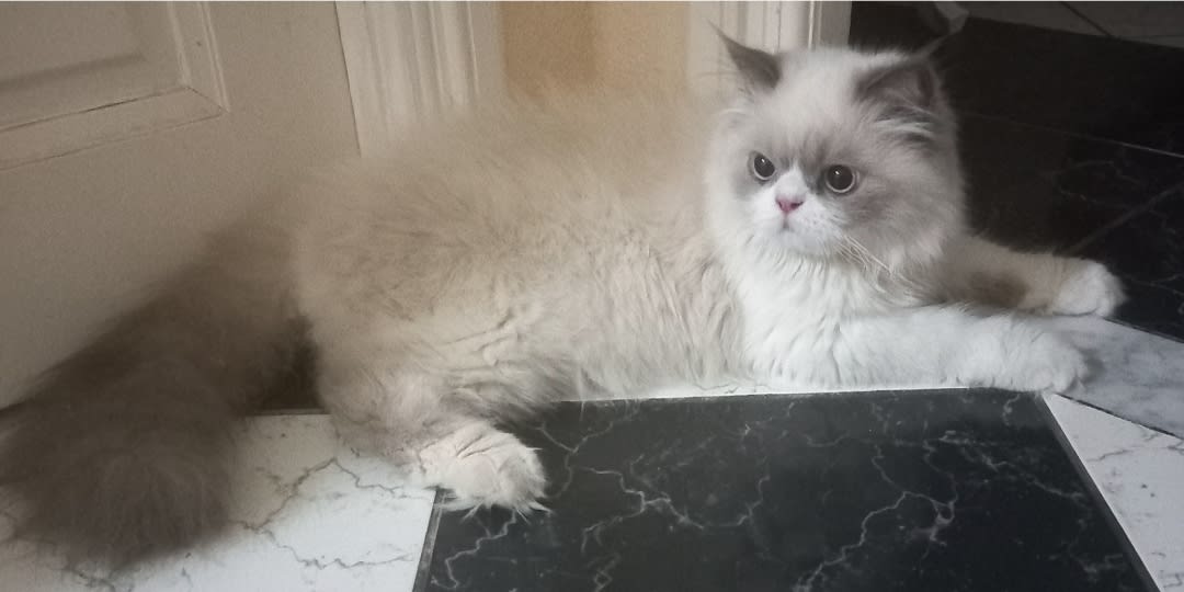 Chatons mâles ragdoll 