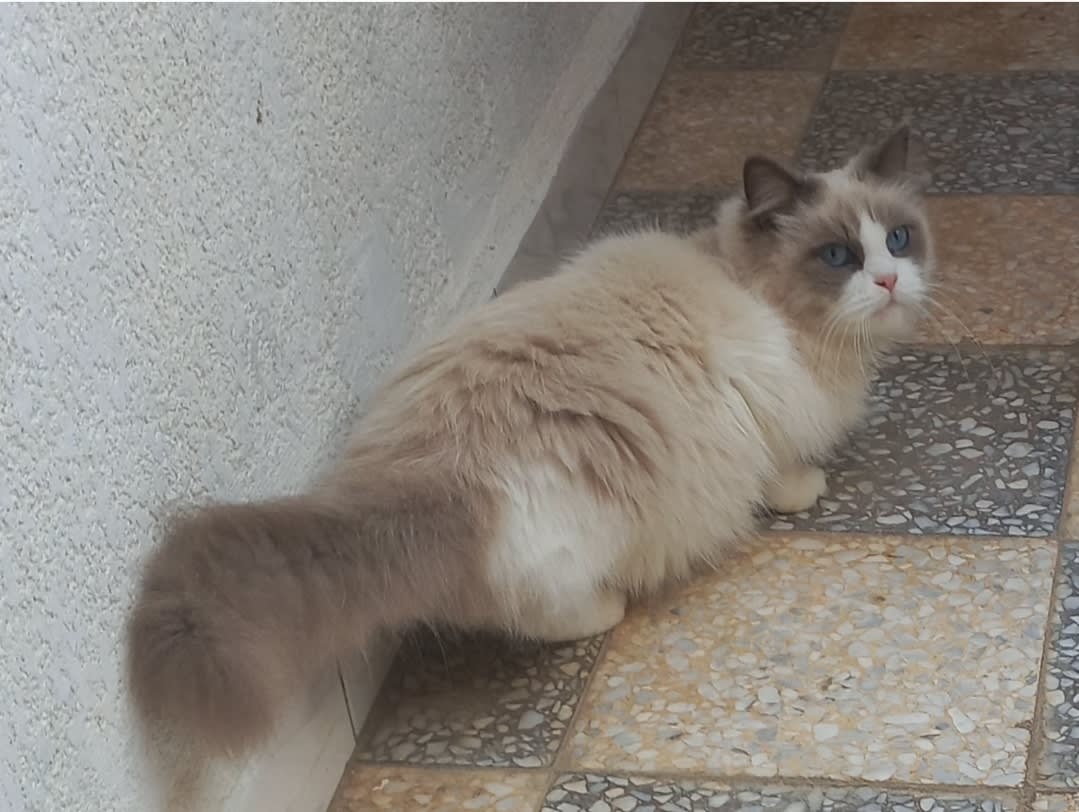 Chatons mâles ragdoll  - Miniature 2