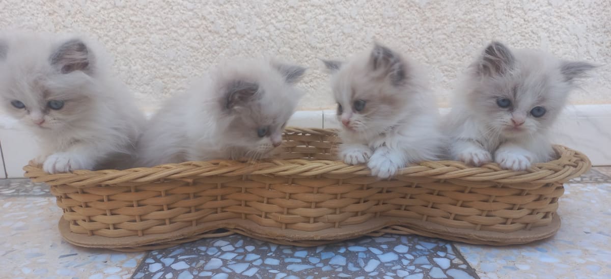 Chatons mâles ragdoll  - Miniature 3