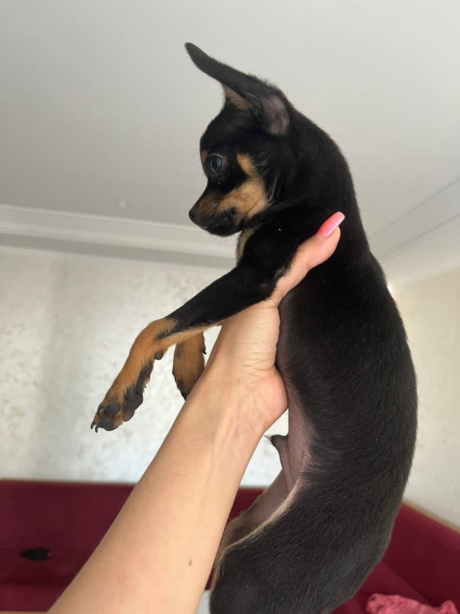 Cute Chihuahua Puppy