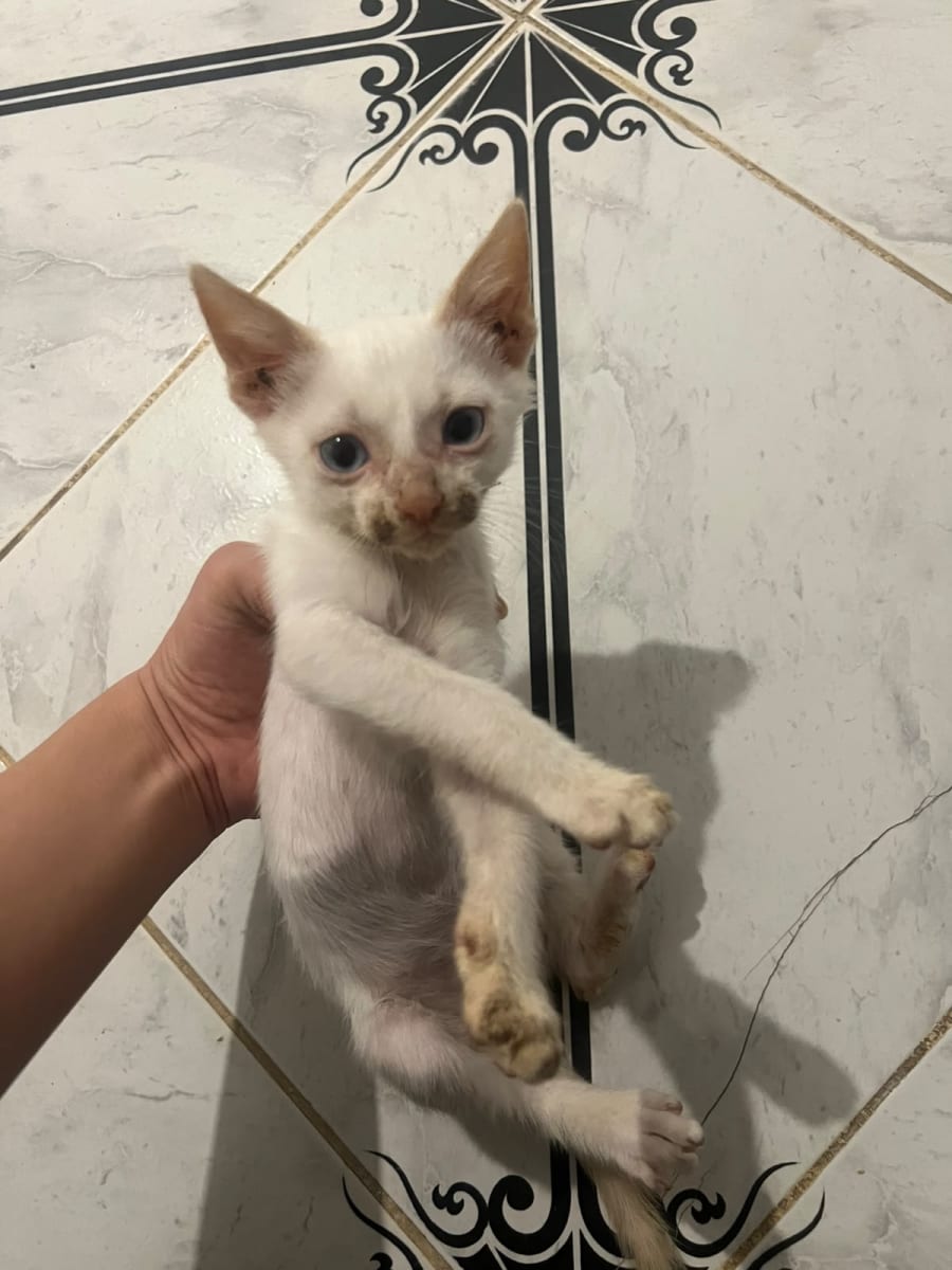 Pour adoption