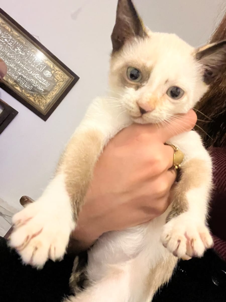 Pour adoption - Miniature 2