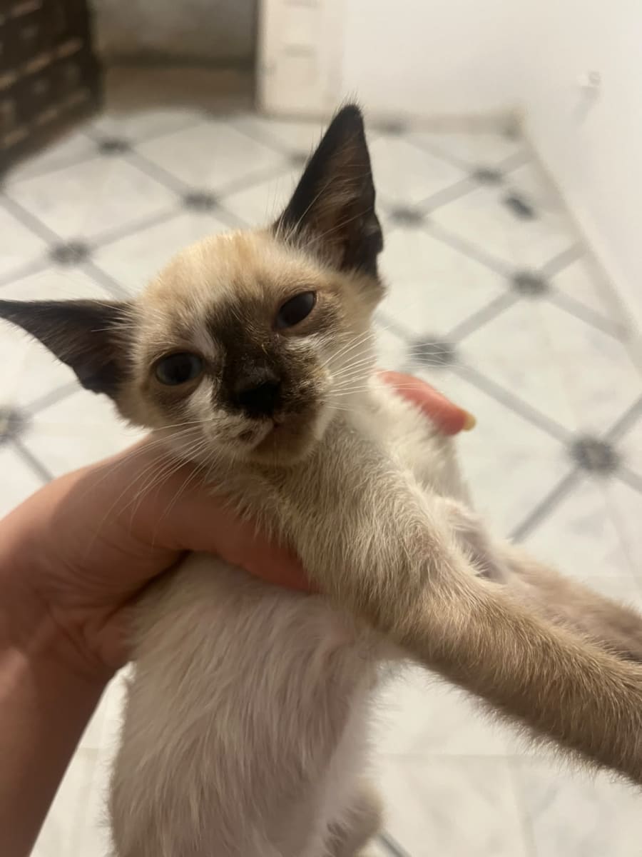 Pour adoption - Miniature 3