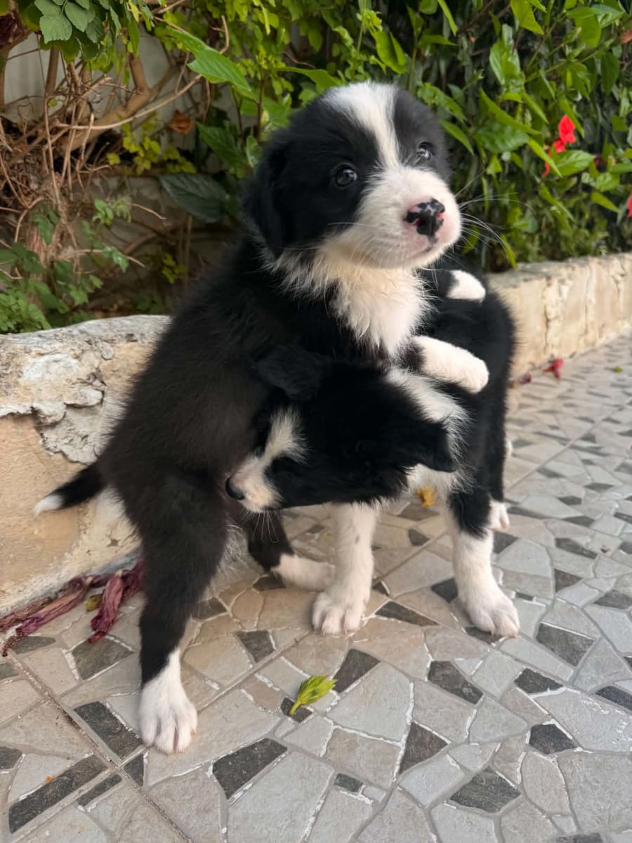 2 chiots Border Collie ( Male) de 2 mois 
