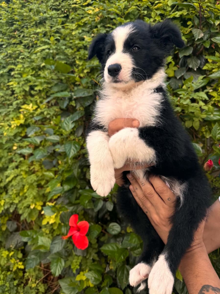 2 chiots Border Collie ( Male) de 2 mois  - Miniature 2