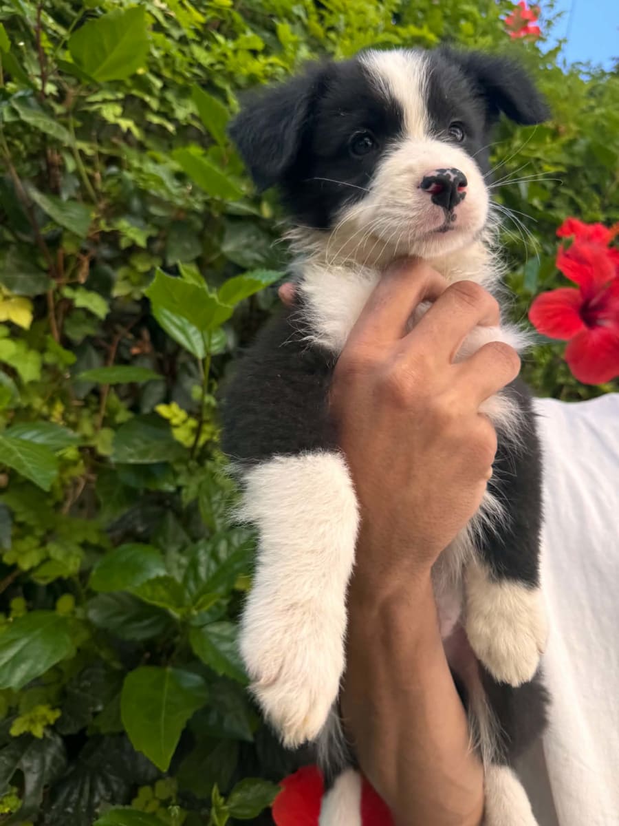 2 chiots Border Collie ( Male) de 2 mois  - Miniature 3