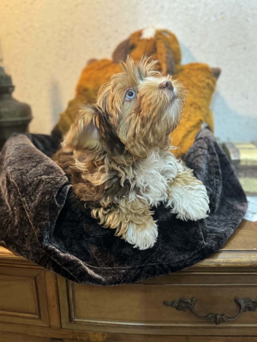Vend deux femelles yorkshire terrier