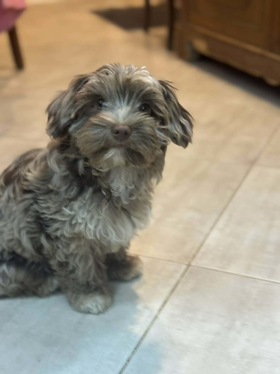 Vend deux femelles yorkshire terrier - Miniature 2