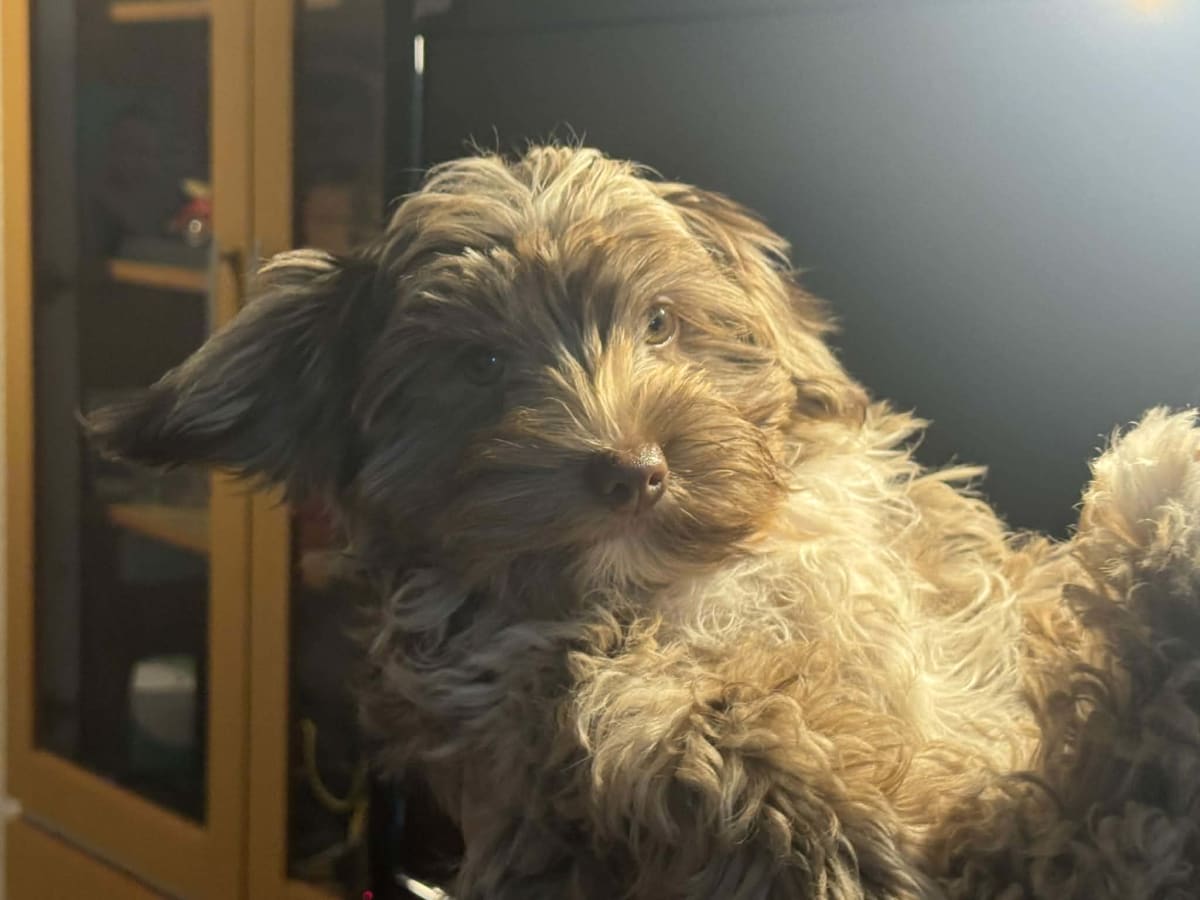 Vend deux femelles yorkshire terrier - Miniature 3