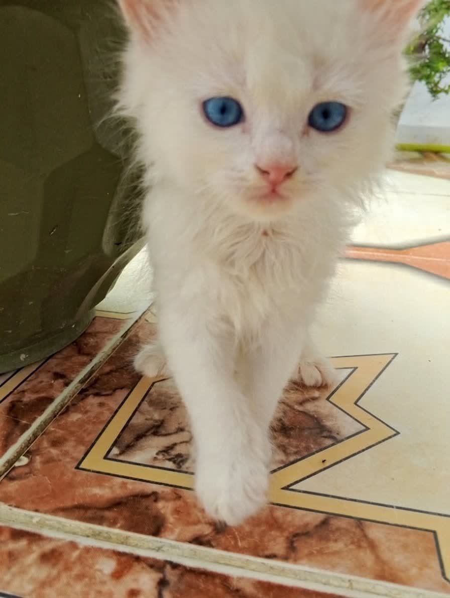 Chaton persan  - Photo 1