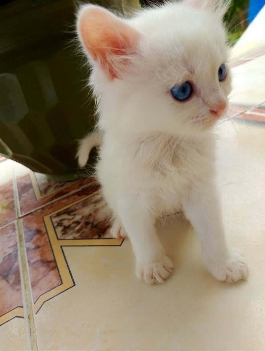 Chaton persan  - Miniature 2