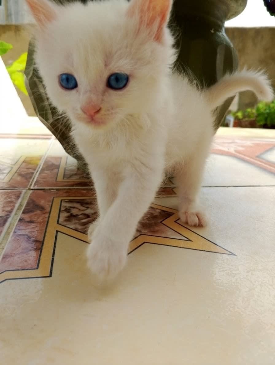 Chaton persan  - Miniature 3