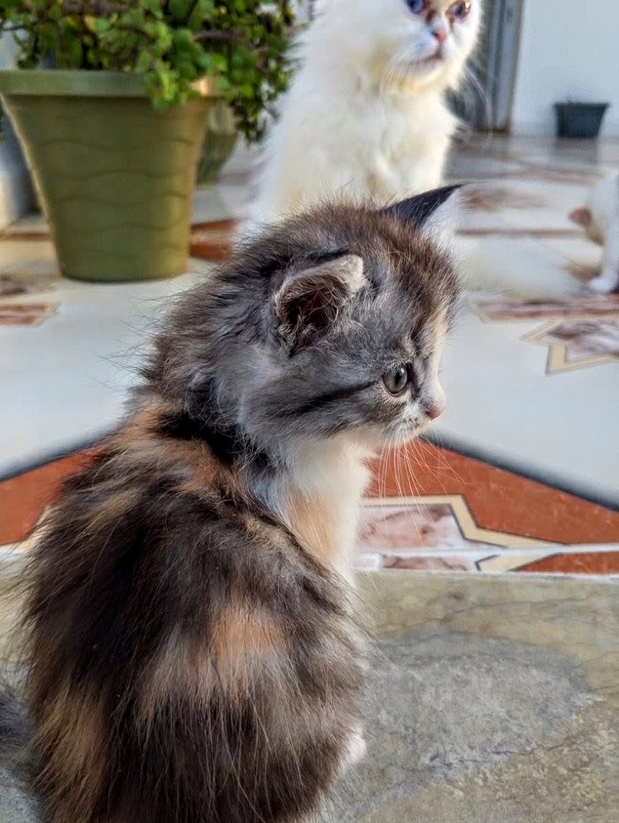 Chaton persan - Miniature 2