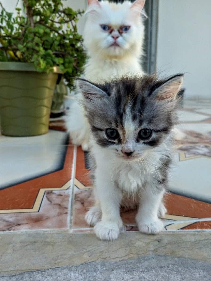 Chaton persan - Miniature 3