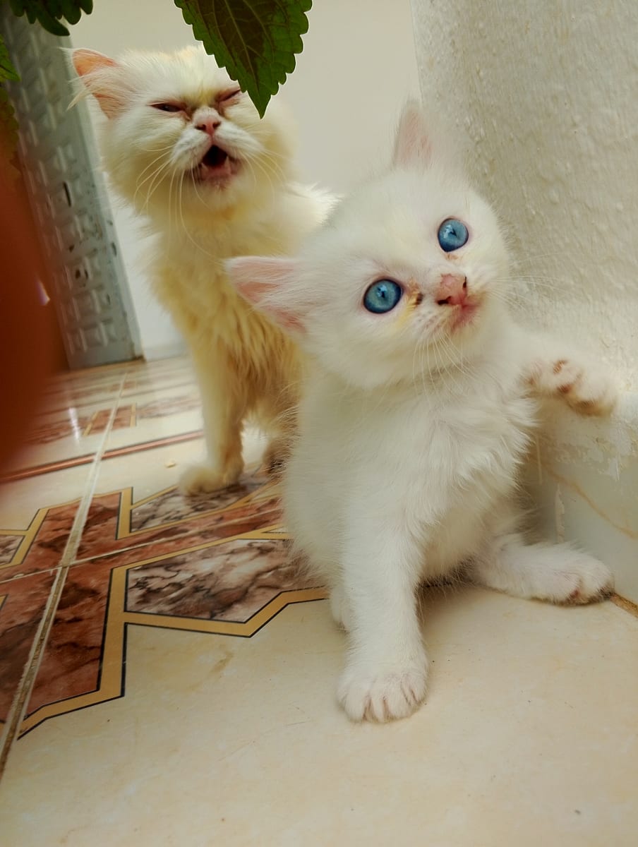 Chaton persan