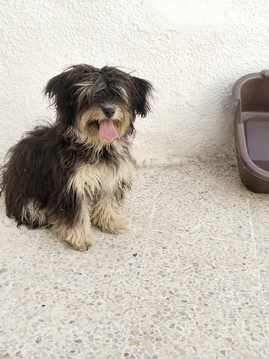 Caniche