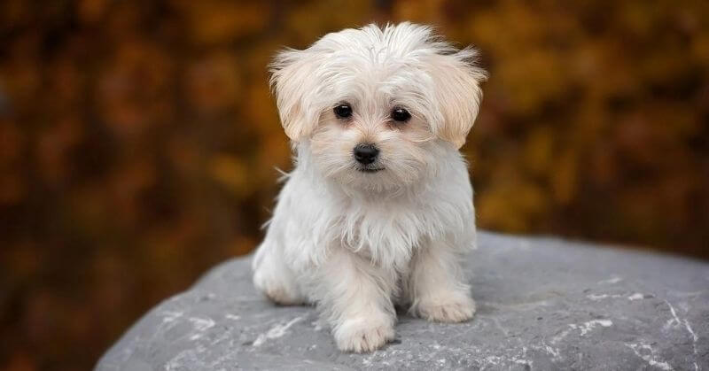 Bichon mâle