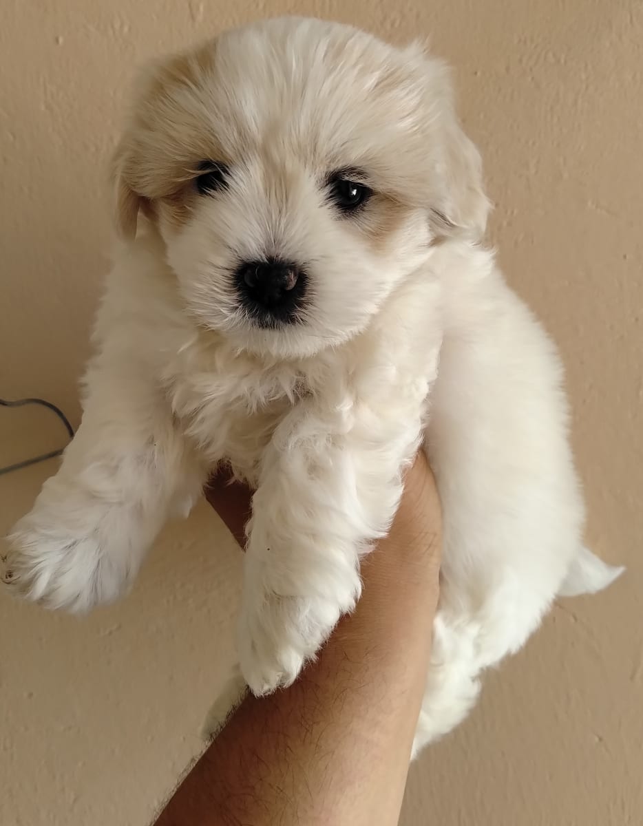 Bichon mâle - Miniature 2