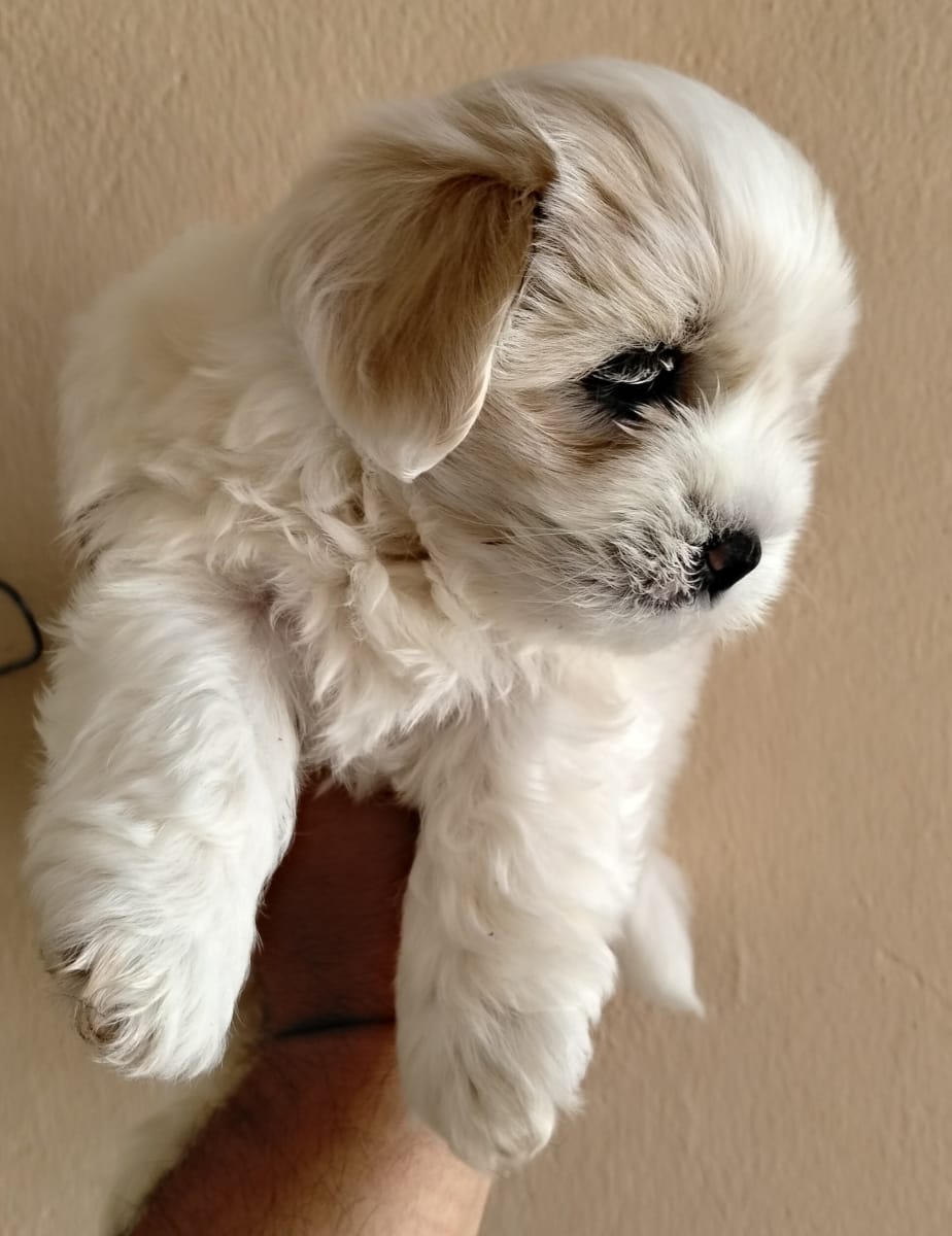Bichon mâle - Miniature 3