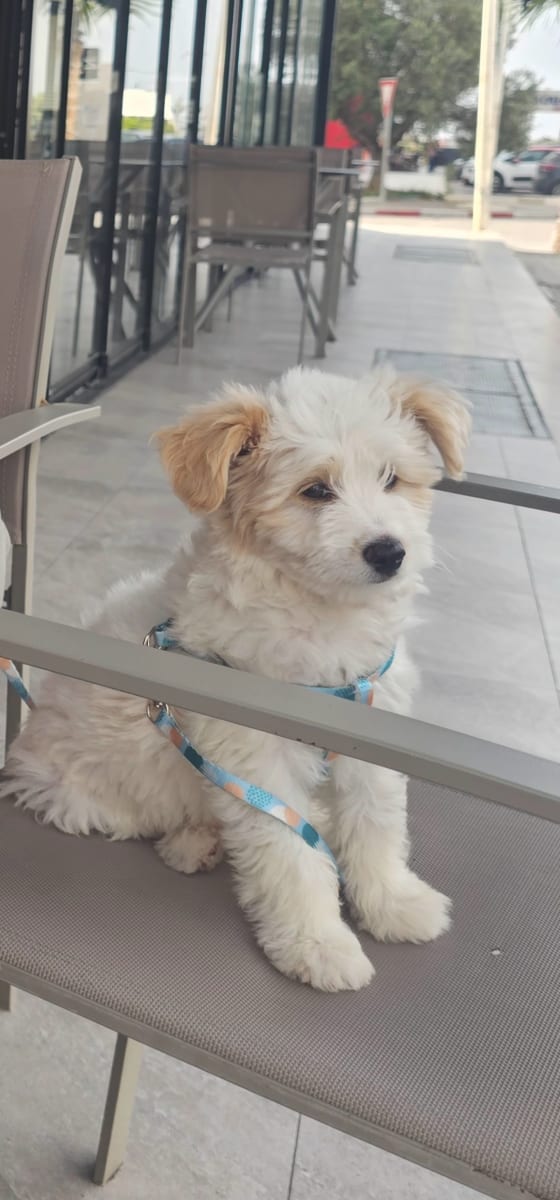 Bichon Maltais