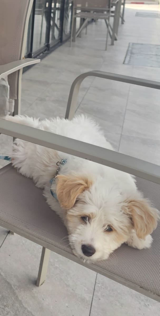 Bichon Maltais - Miniature 2