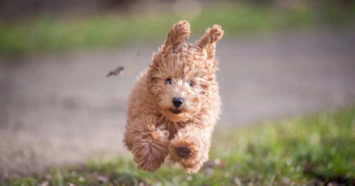 Le Caniche en Tunisie : Votre Guide Complet pour Adopter un Compagnon Idéal