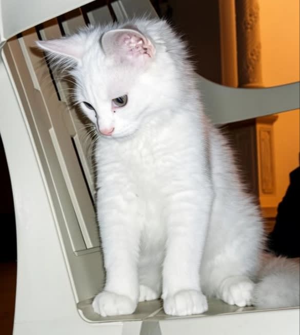 Angora Turc 