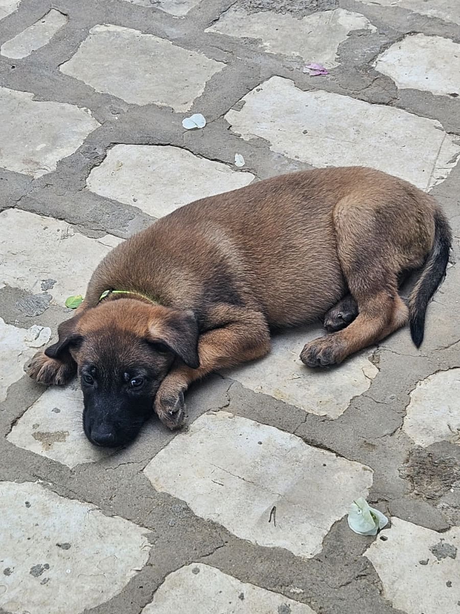 Malinois pure race