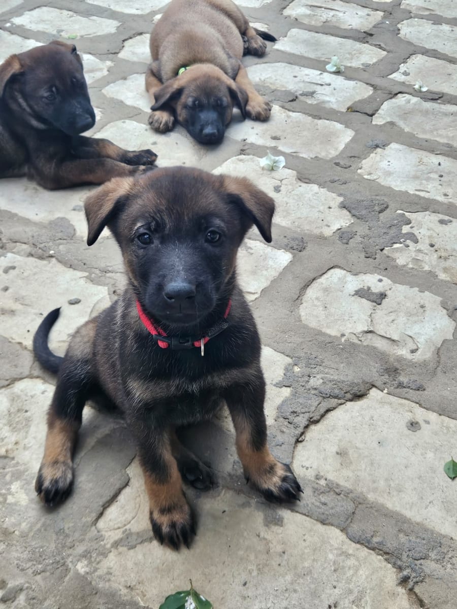 Malinois pure race - Miniature 2