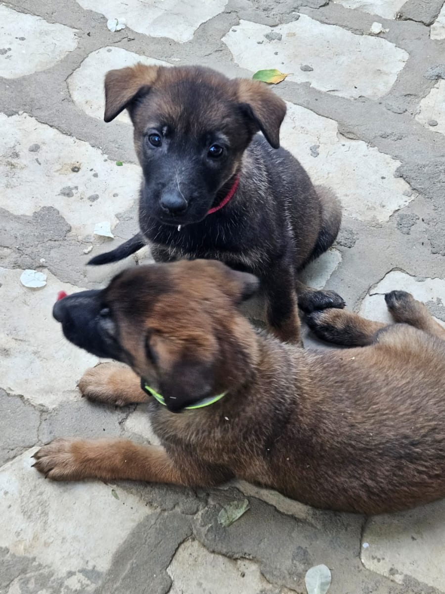 Malinois pure race - Miniature 3