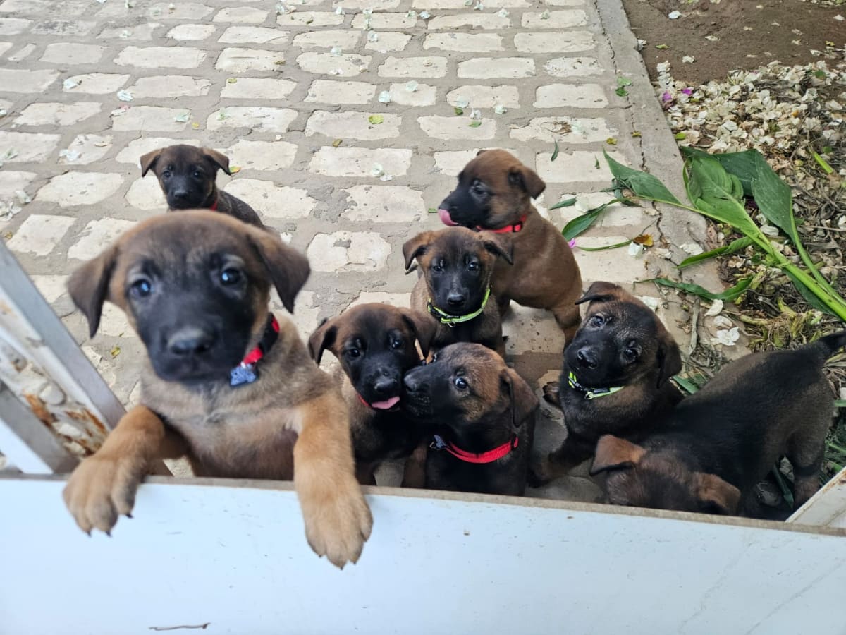 Malinois pure race - Miniature 4