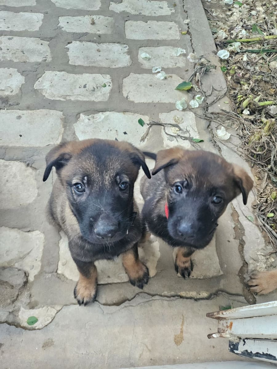 Malinois pure race - Miniature 5