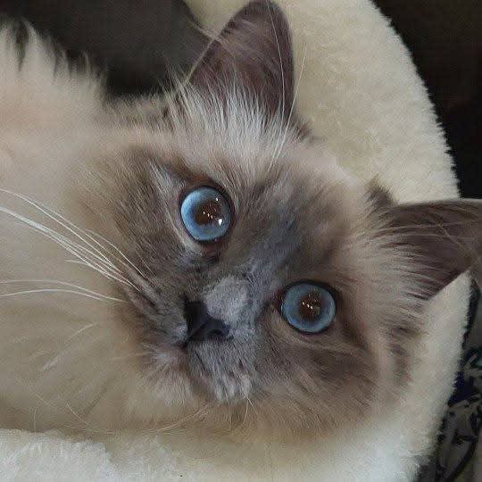 Chat ragdoll