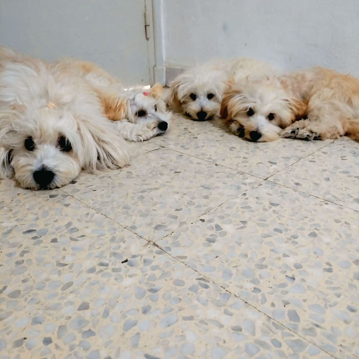 ✨ 3 Adorables chiots Bichon ✨
