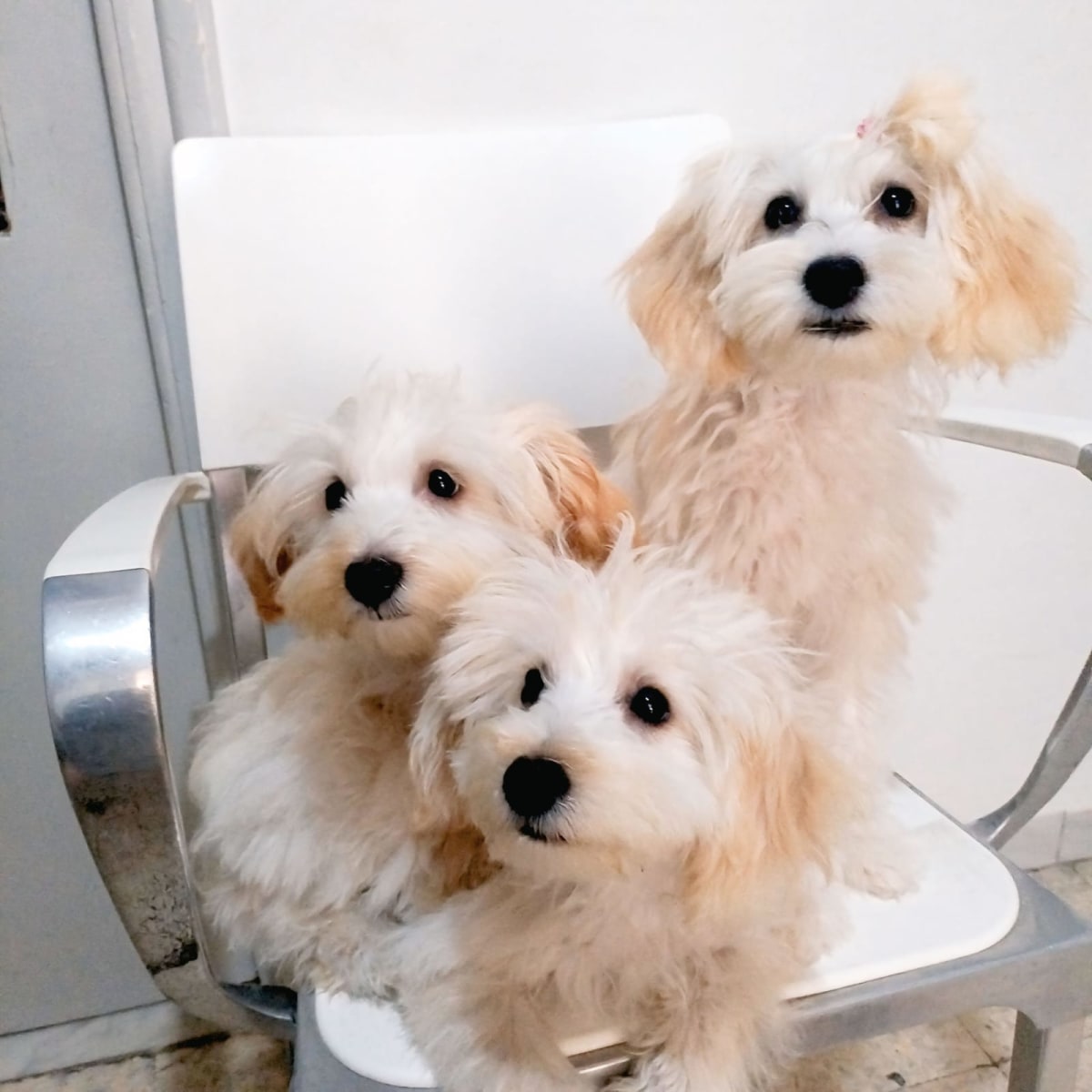 ✨ 3 Adorables chiots Bichon ✨ - Miniature 2