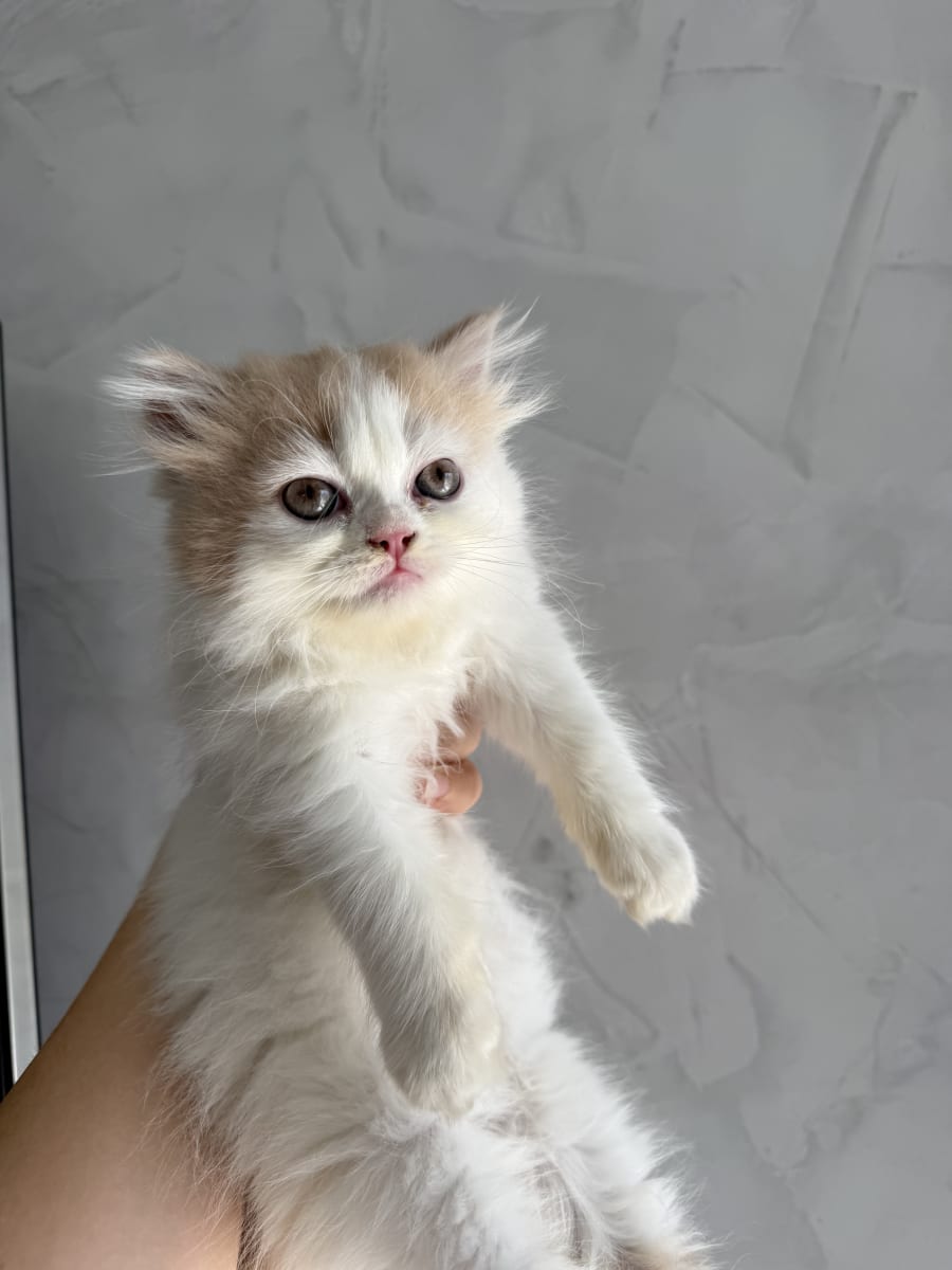 FEMELLE PERSAN