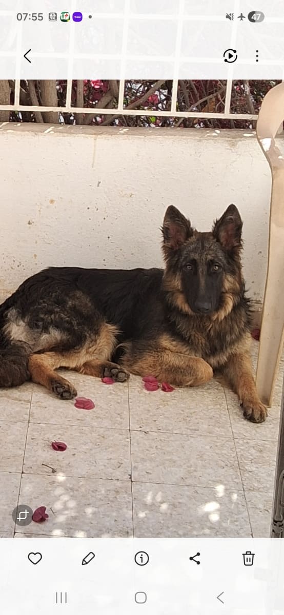 Chienne berger allemand 