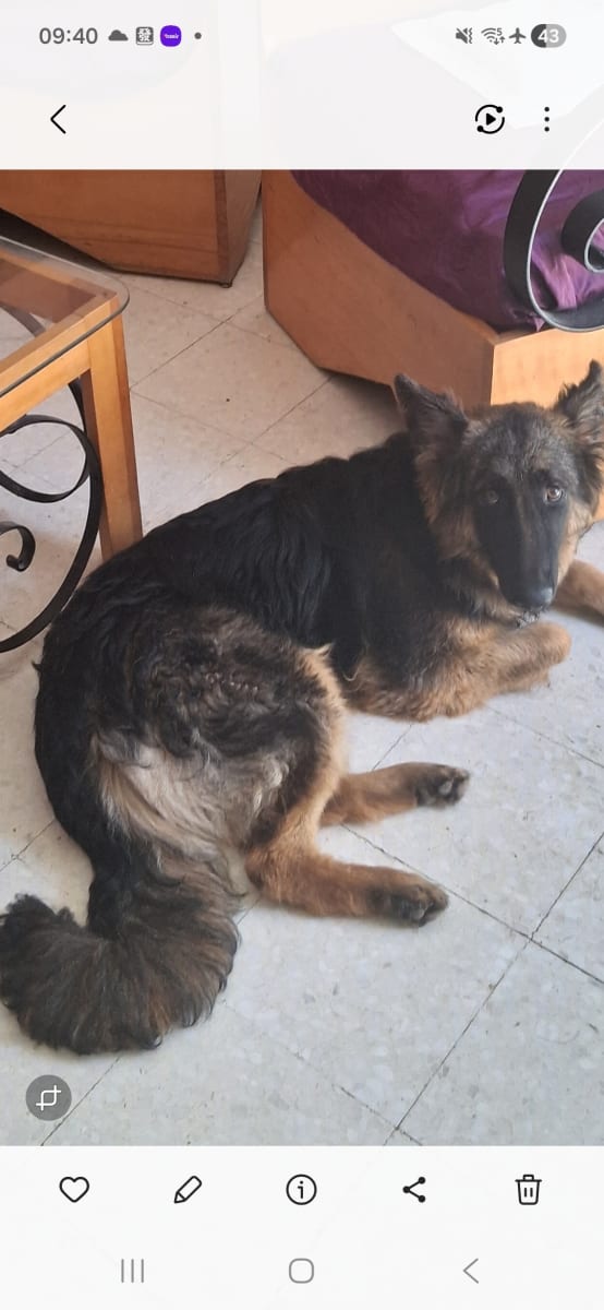 Chienne berger allemand  - Miniature 2