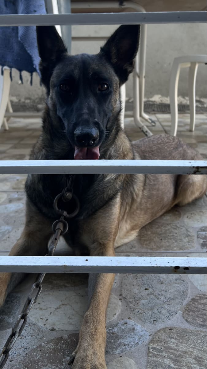 Une malinois