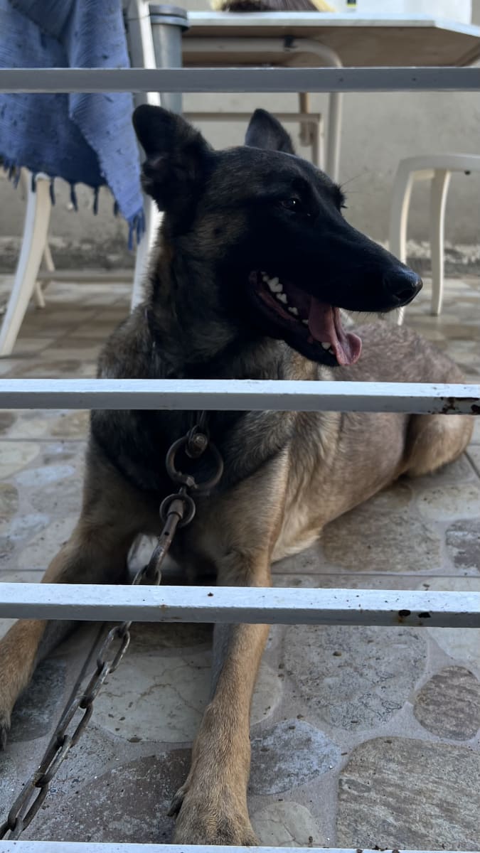 Une malinois  - Miniature 2